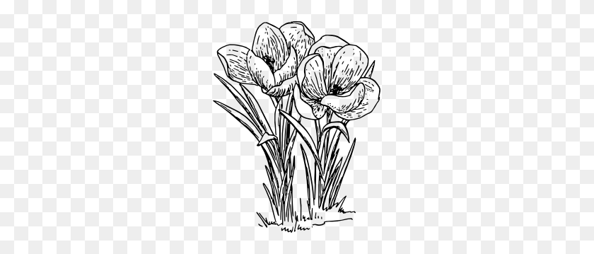 237x299 Rose Flower Crocus Clip Art Free Vector - Lily Of The Valley Clipart