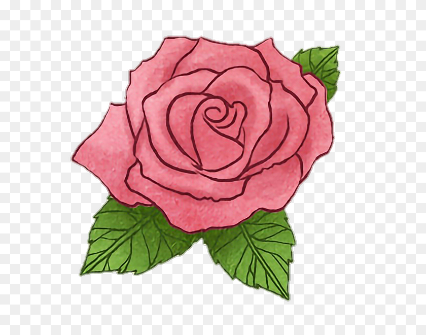 590x600 Цветок Розы, История Маленького Принца, Рисование Акварельной Рукой - Акварельные Розы Png