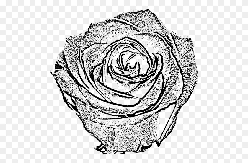 500x492 Rose Free Clipart - Rose Drawing PNG