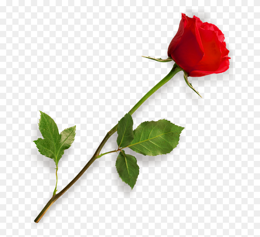 667x706 Rose Hd Png Transparent Rose Hd Images - Single Flower PNG