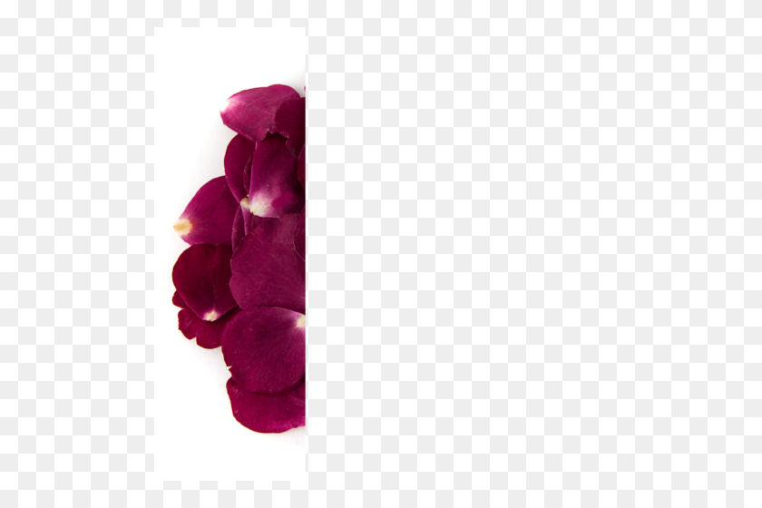 500x500 Rose Petal Confetti Bag - Rose Petal PNG
