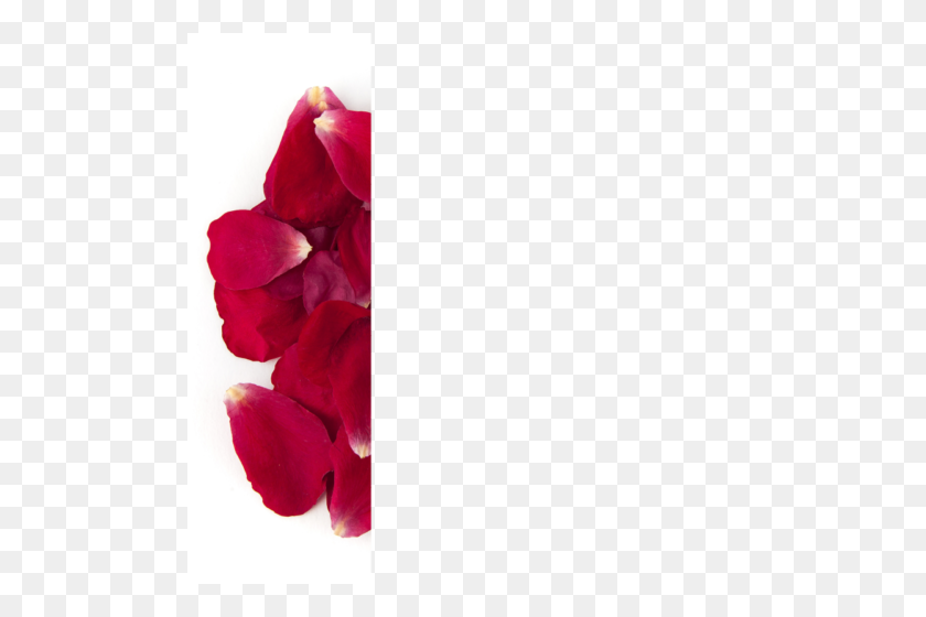 500x500 Rose Petal Confetti Envelopes - Rose Petals PNG