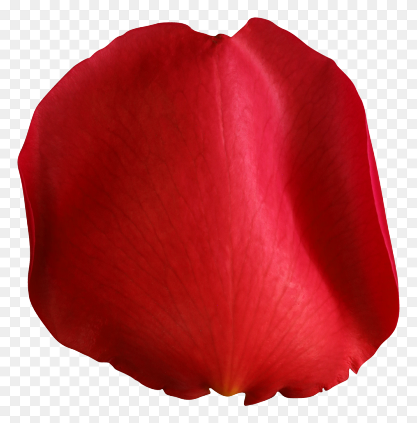 1000x1019 Лепесток Розы Красный Png Картинки - Лепесток Розы Клипарт