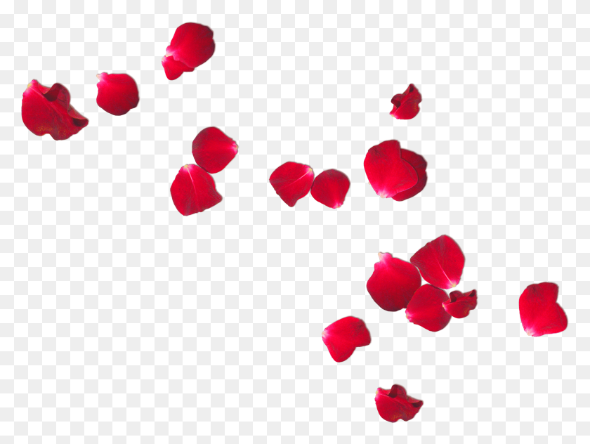 2100x1541 Rose Petals Falling Transparent - Falling Rose Petals PNG