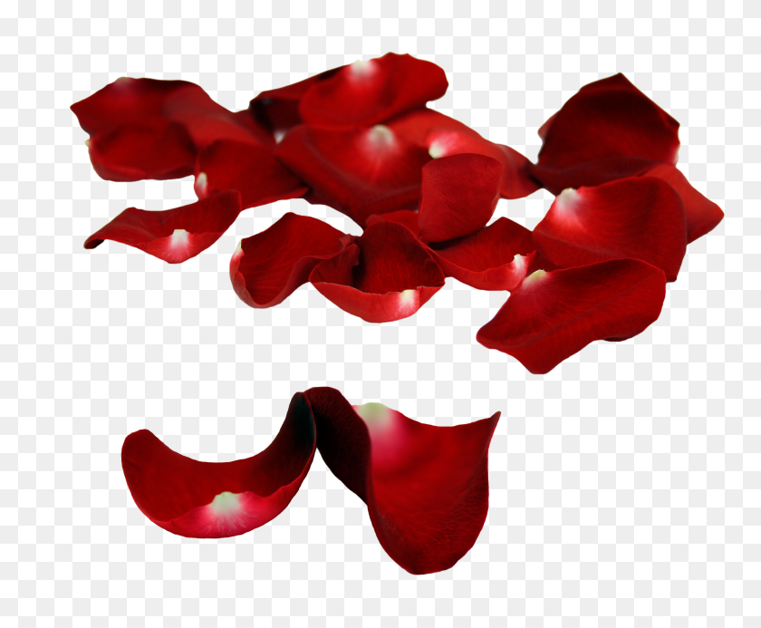 3248x2637 Rose Petals Png Images Hd Quality Free Download - Falling PNG