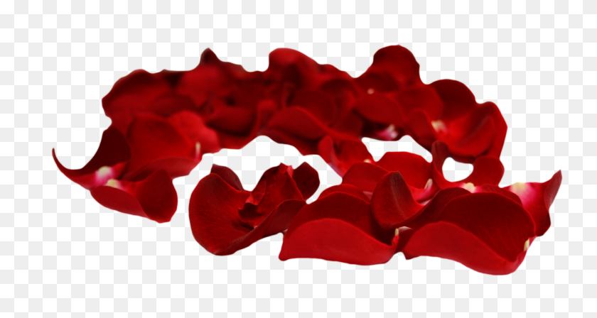 3256x1622 Rose Petals Png With Transparent Background - Rose Petal PNG