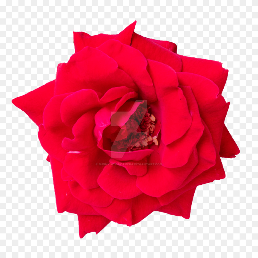 894x894 Rose Png - Rose PNG Transparent
