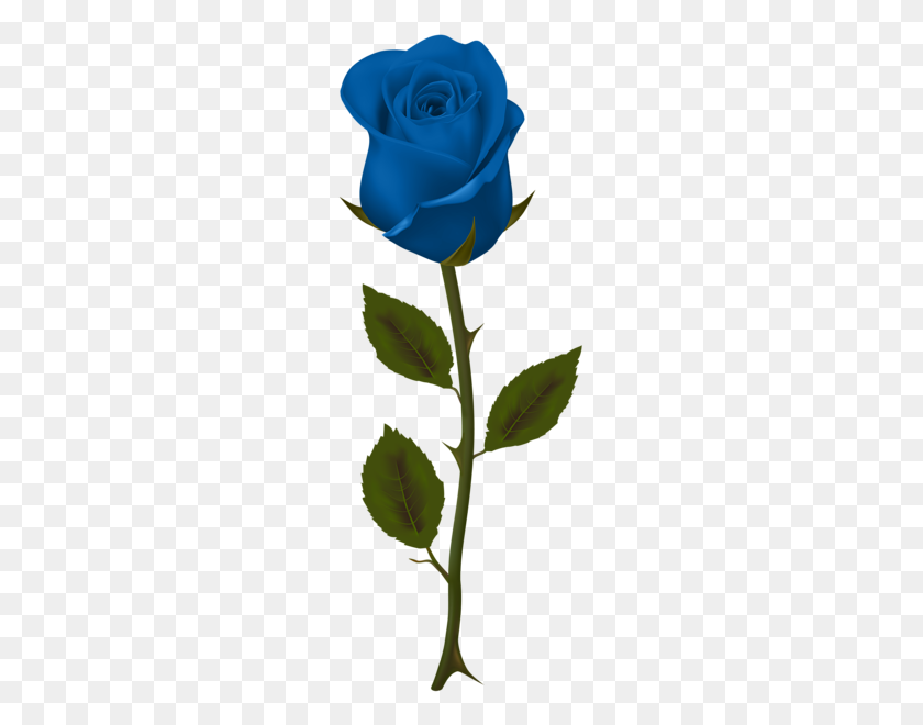 227x600 Rose Png - Blue Rose PNG
