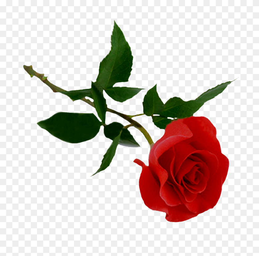 1181x1167 Роза Png Цветок - Роза Png