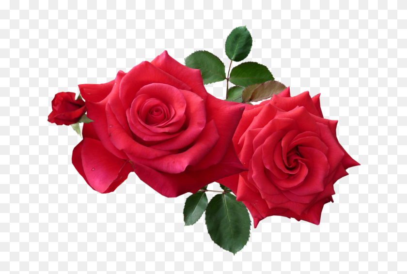 960x623 Imágenes De Flores De Color Rosa Png, Descarga Gratis - Flores De Color Rosa Png