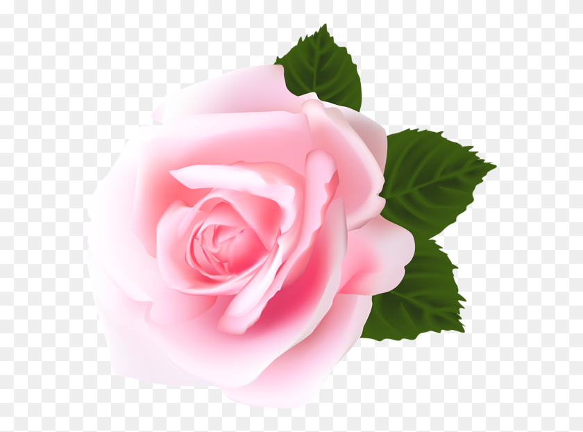 600x562 Rose Png Flower Images, Free Download - Pink PNG