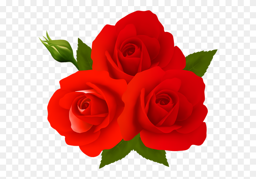 600x527 Rose Png Flower Images, Free Download - Red Flower PNG