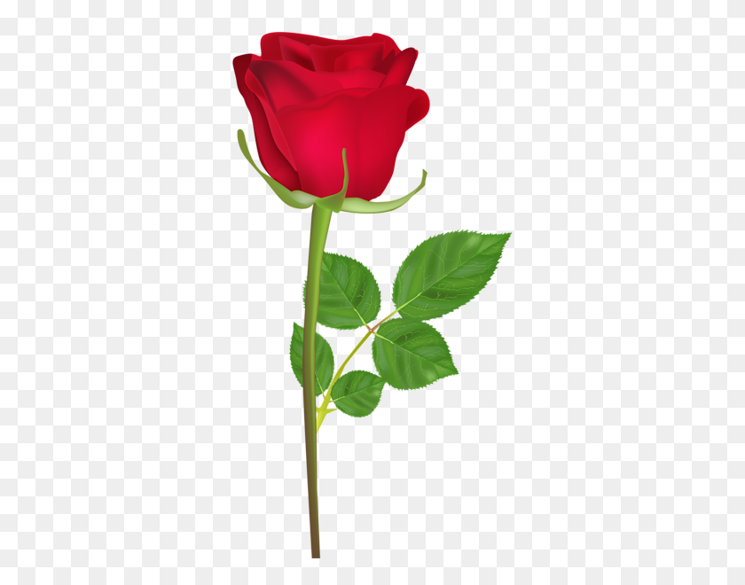 321x600 Rose Png Flower Images, Free Download - Rose PNG