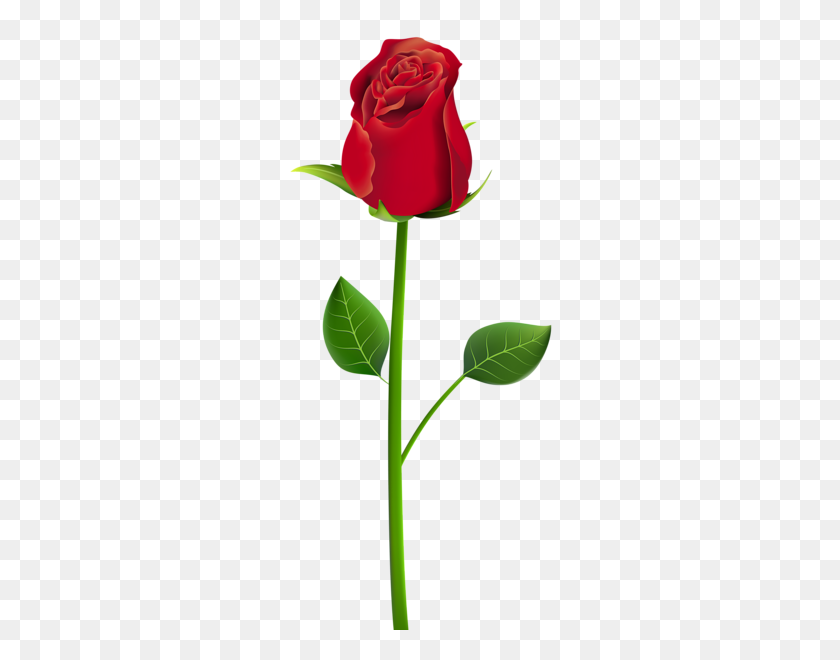 273x600 Rose Png Flower Images, Free Download - Flower Stem PNG