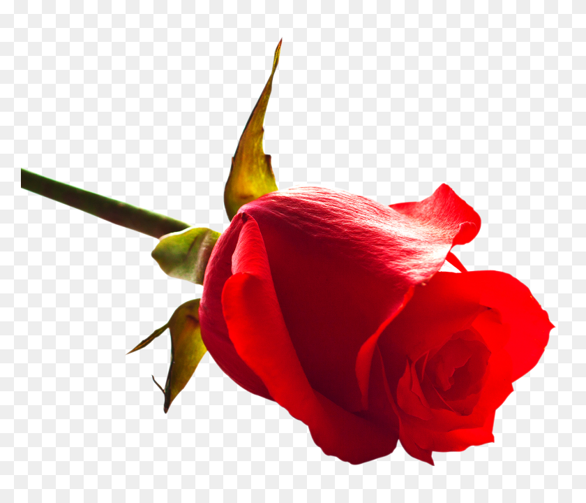 1420x1202 Rose Png Image - Real Flowers PNG
