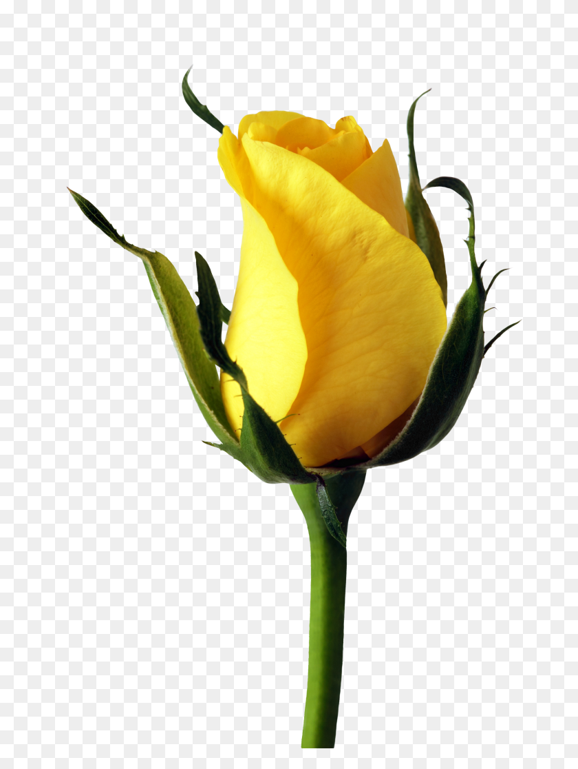 1728x2340 Роза Png Изображения - Желтый Цветок Png