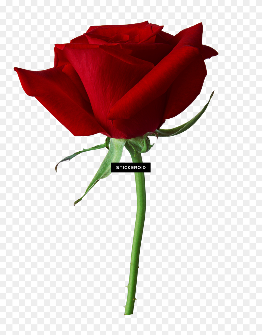 2233x2904 Rose Png Image, Free Picture Download - White Rose PNG