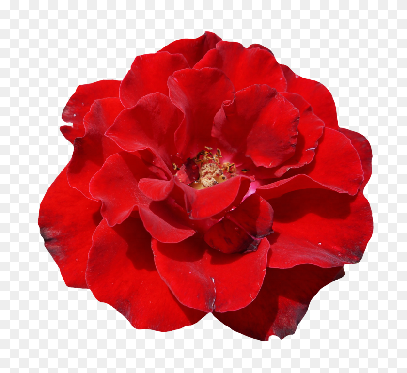 1500x1366 Роза Png Изображения - Настоящие Цветы Png