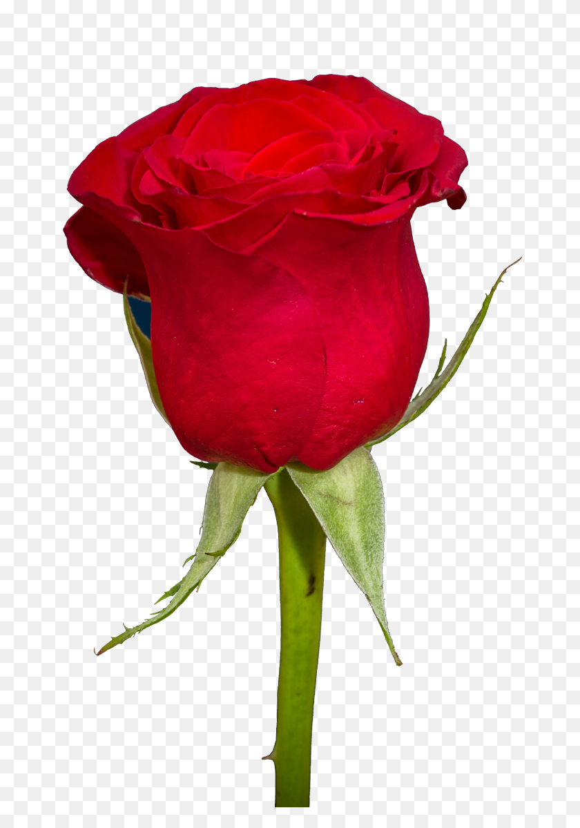 1600x2337 Rose Png Images - Red Rose PNG