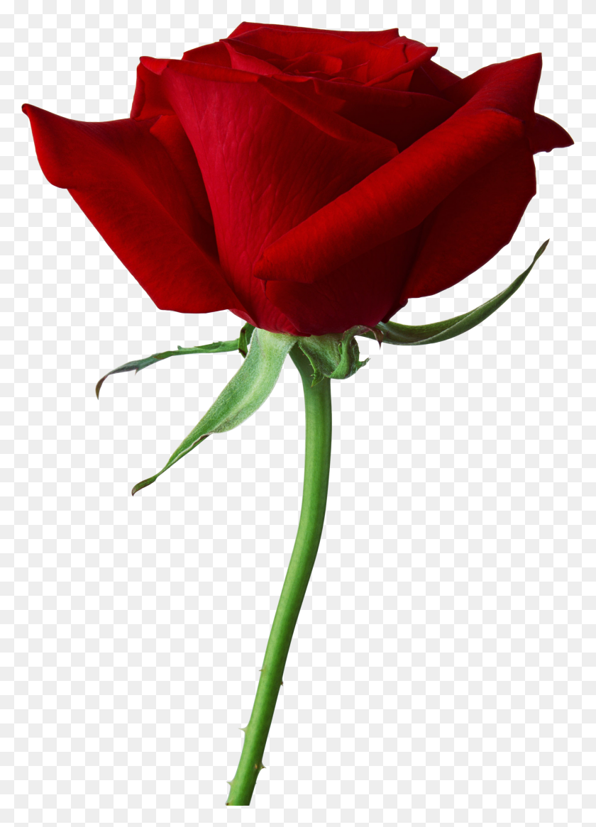 1881x2669 Rose Png Rouge - Rose PNG Transparent