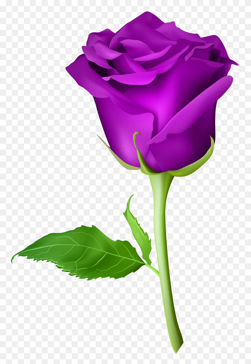 4721x7000 Роза Фиолетовый Прозрачный Png Клип Арт - Фиолетовый Png