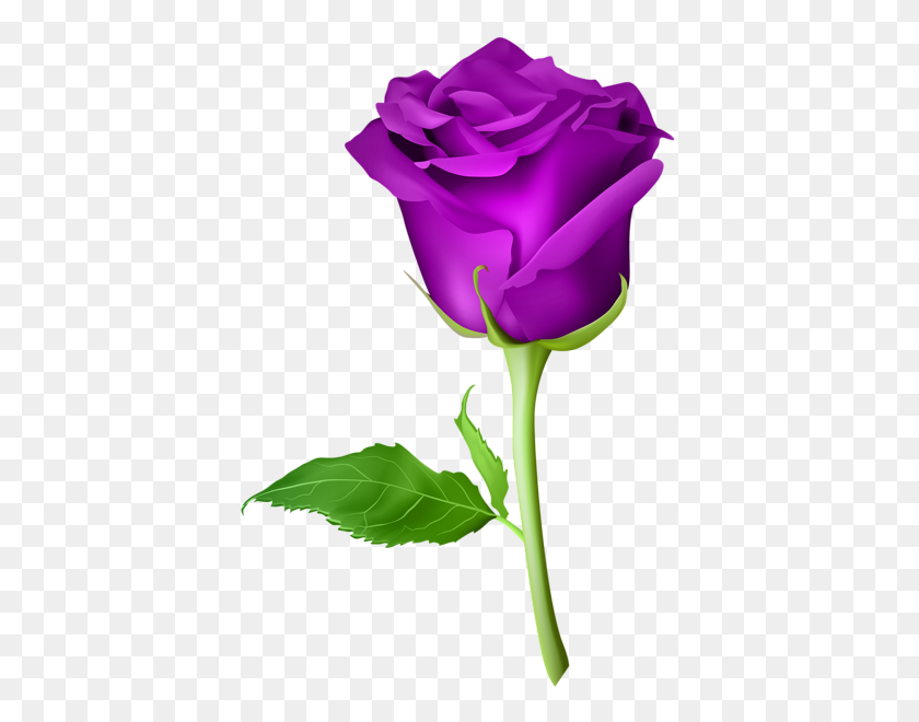 405x600 Роза Фиолетовый Прозрачный Png Клип Арт Изображения Клипарт - Роза Клипарт Png