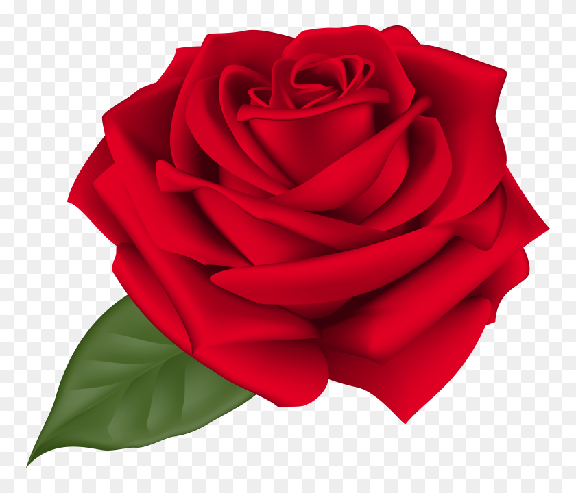 8000x6777 Png Роза Красная Роза Png Изображения Клипарт