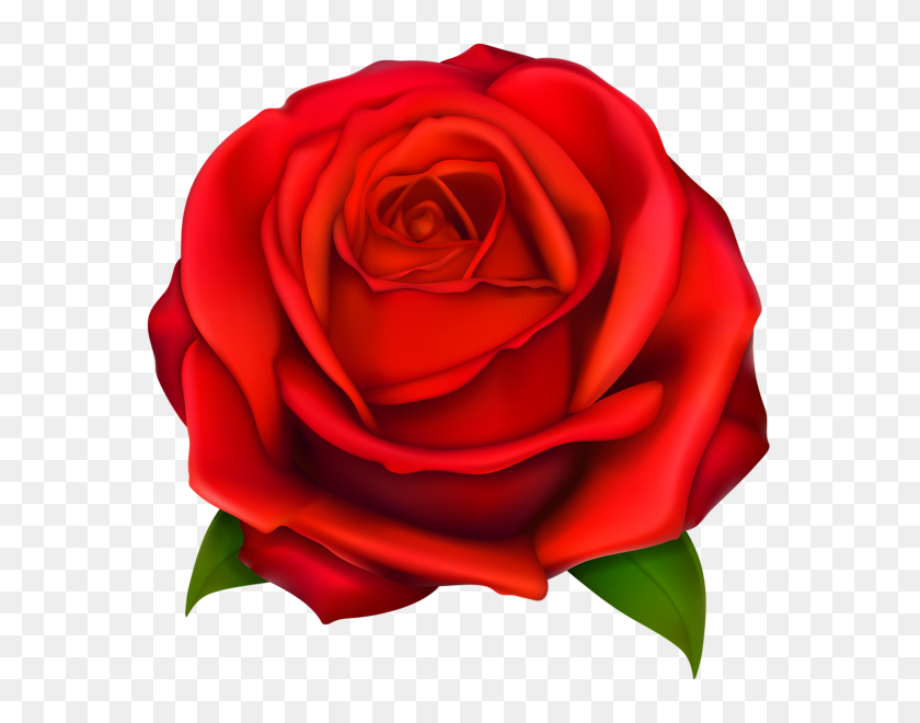 592x600 Rosa Roja Png Transparente Clipe Bloemen Rosas - Rosas Rojas Png
