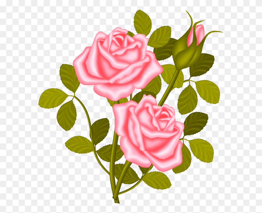 596x623 Rose Shrub Plant Clip Art - Just Married Clipart