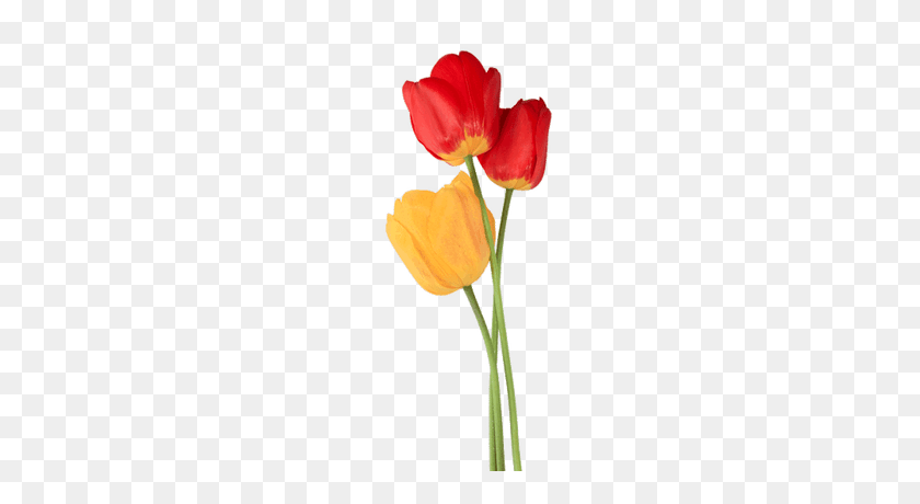 400x400 Tulipanes Png
