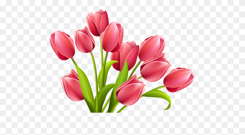 500x404 Tulipanes Png