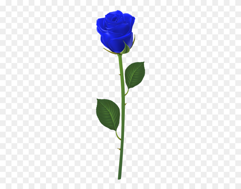 181x600 Rose With Stem Blue Png Clip Art Roses Clip Art - Blue Rose PNG