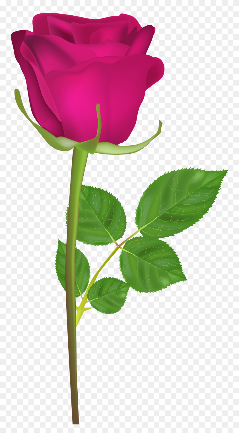 4276x8000 Rose With Stem Pink Png Clip Art - Plant Clipart PNG