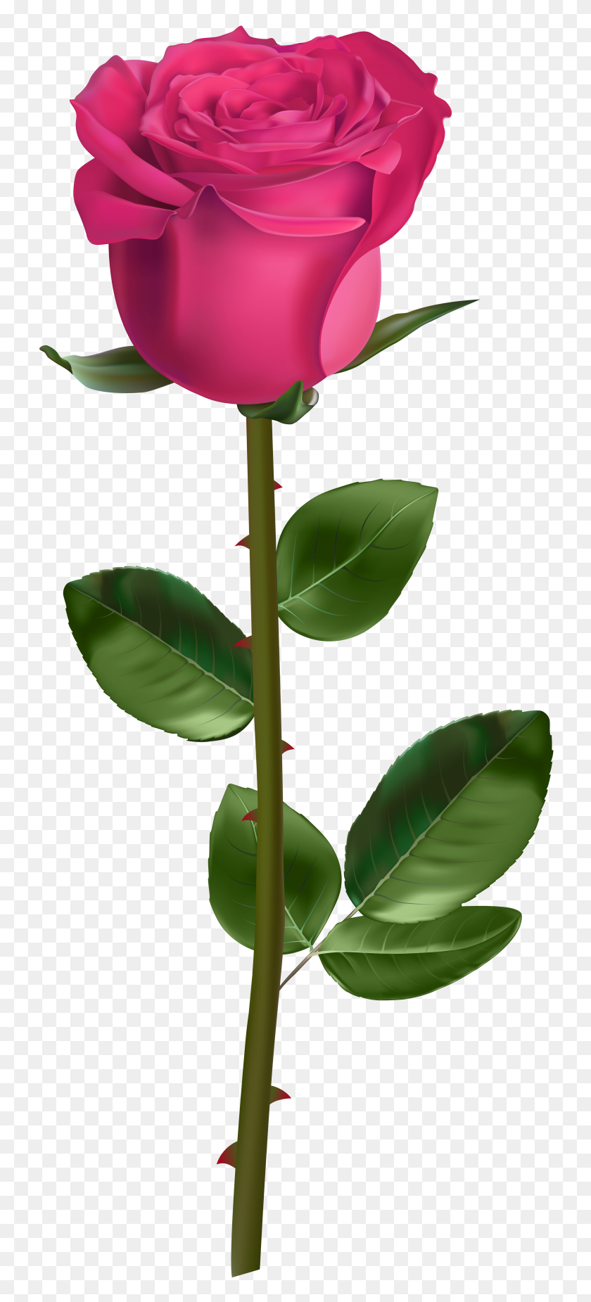 3484x8000 Rose With Stem Pink Transparent Png - Stem PNG