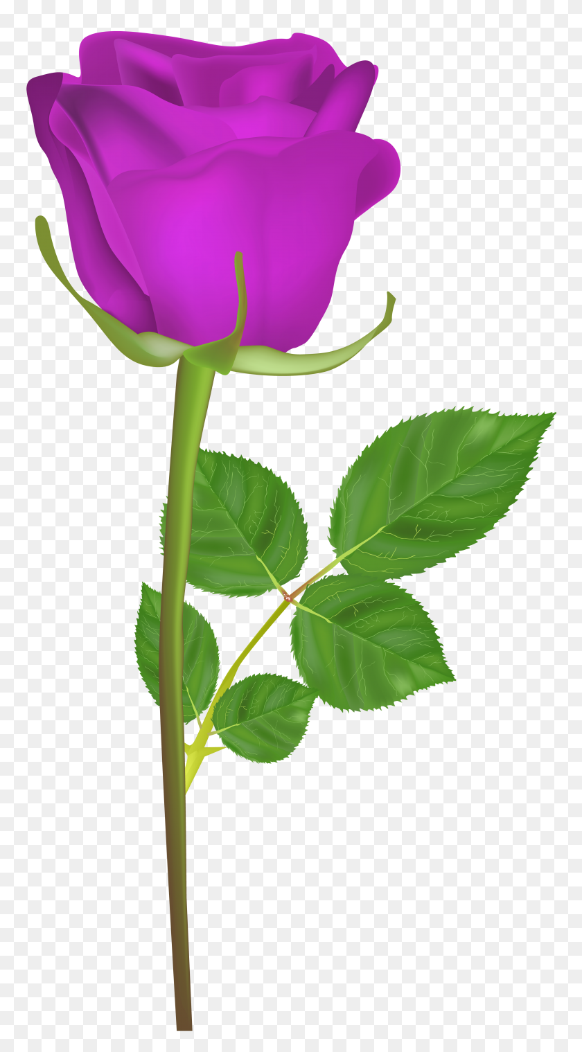 4276x8000 Роза На Стебле Фиолетовый Png Картинки - Роза Клипарт Png