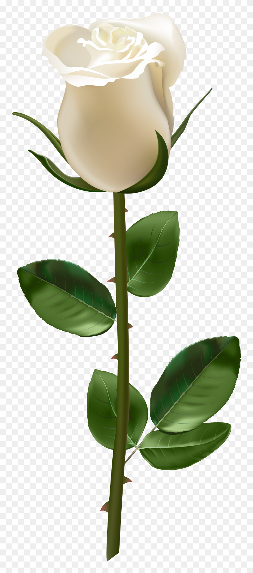 3394x8000 Rose With Stem White Transparent Png - Magnolia Tree PNG