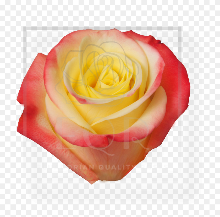 768x768 Роза Желтая Двухцветная Горячая Меренге См Qb - Желтые Розы Png