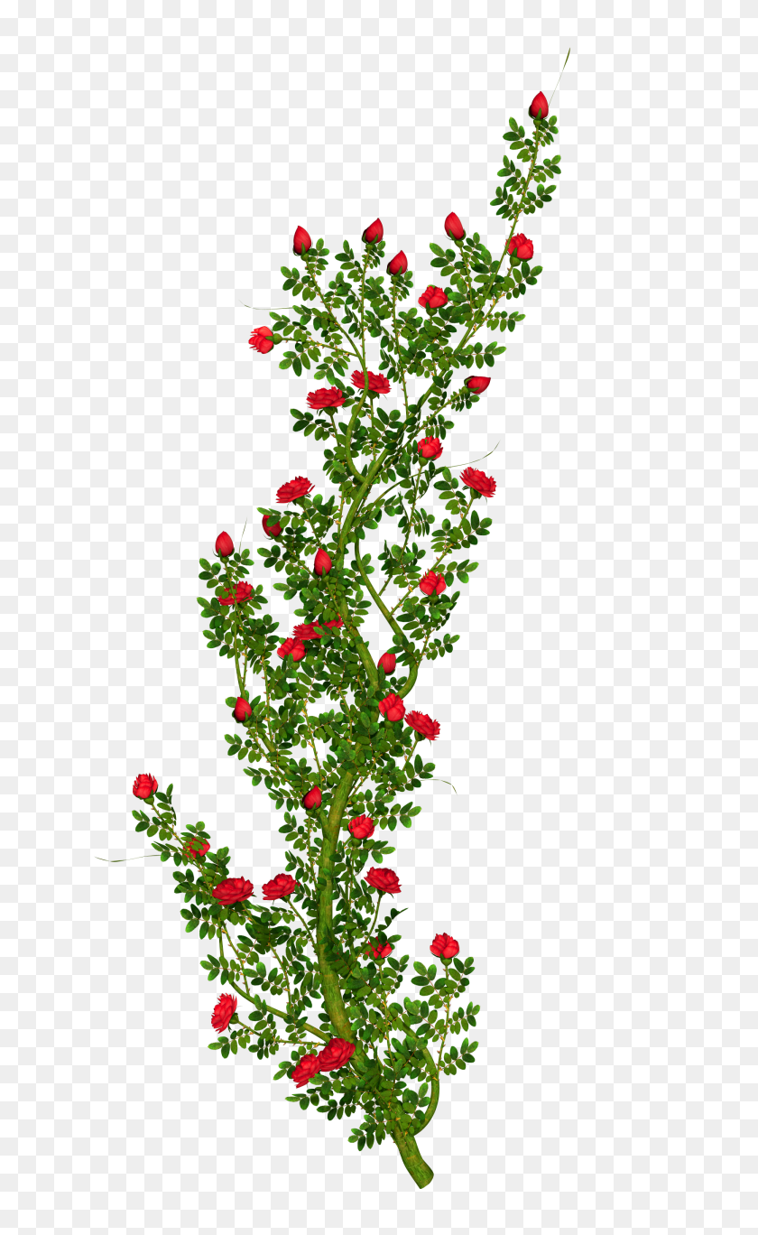 1820x3053 Rosebush - Rose Bush Clipart