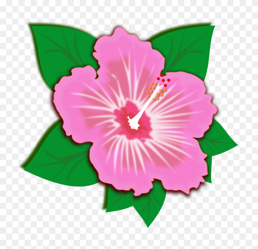 750x750 Rosemallows Flower Morning Glory Petal Green - Morning Glory Clipart