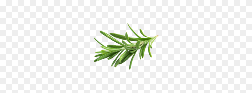 250x250 Rosemary Oil, Essential Aromatic Oils Avi Naturals In Maujpur - Rosemary PNG