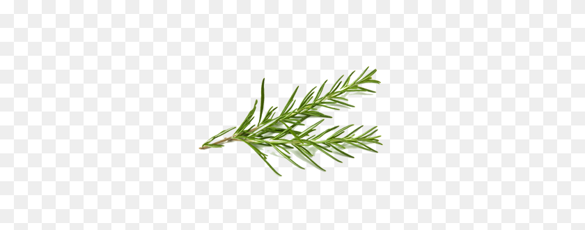 270x270 Rosemary Png - Rosemary PNG