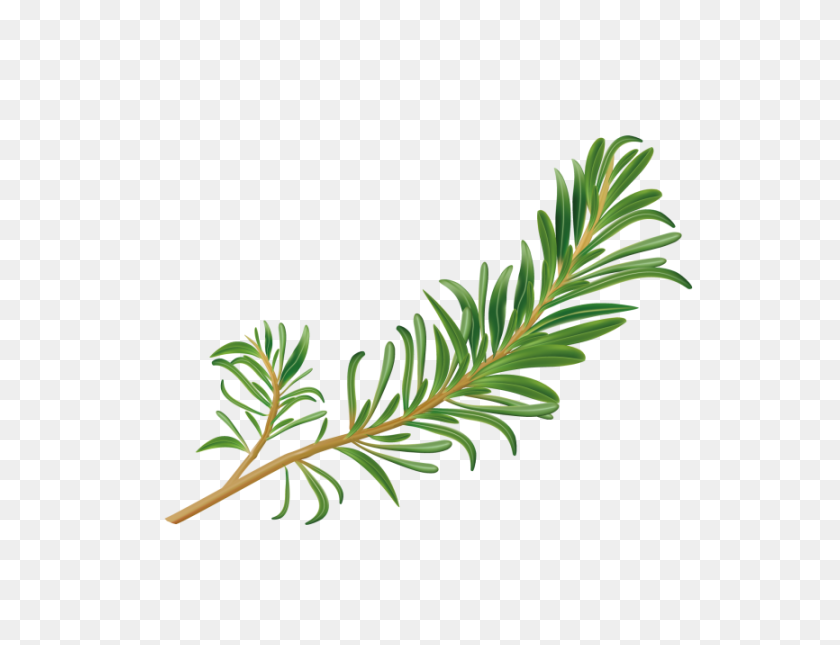 866x650 Rosemary Png Transparent Image - Rosemary PNG