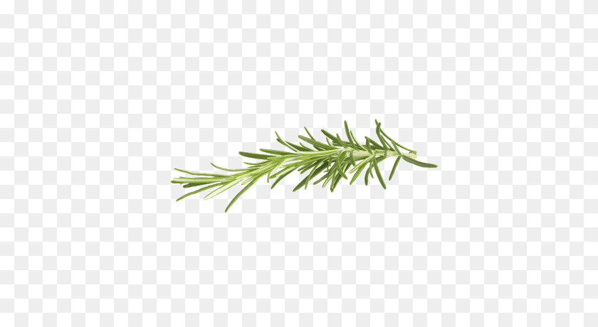 400x400 Rosemary Transparent Png - Rosemary PNG
