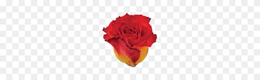 200x200 Розы - Мексиканские Цветы Png