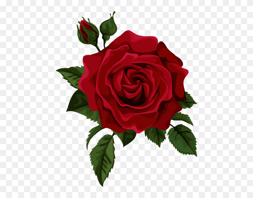 483x600 Roses In Red Roses - Single Rose Clipart