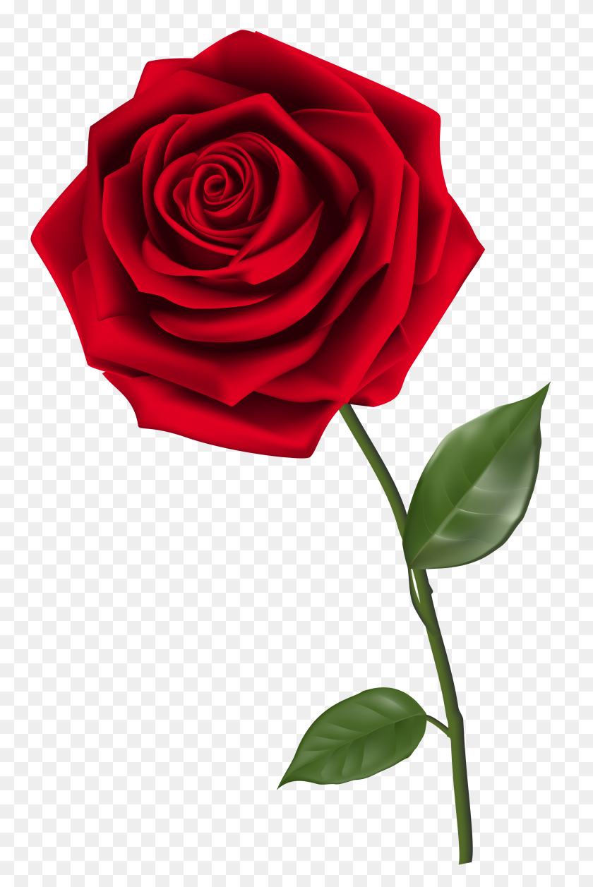 4026x6181 Roses Red Rose Png, Red - Single Flower PNG