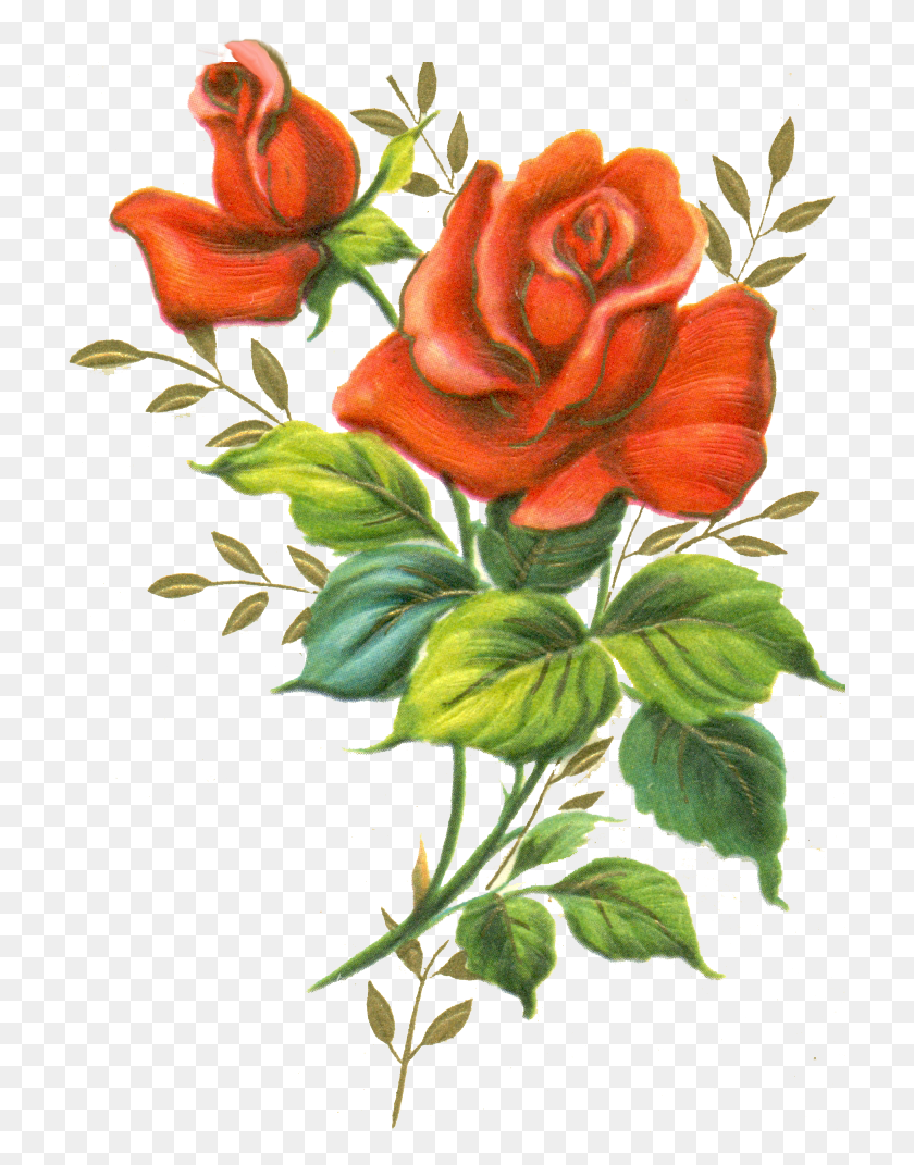 716x1011 Роза Красная Роза Png, Роза, Цветы - Винтажная Роза Png