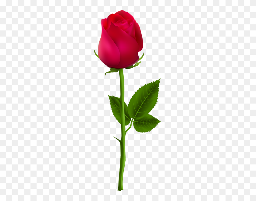 228x600 Розы Красные Розы, Красная Роза Png - Желтые Розы Png