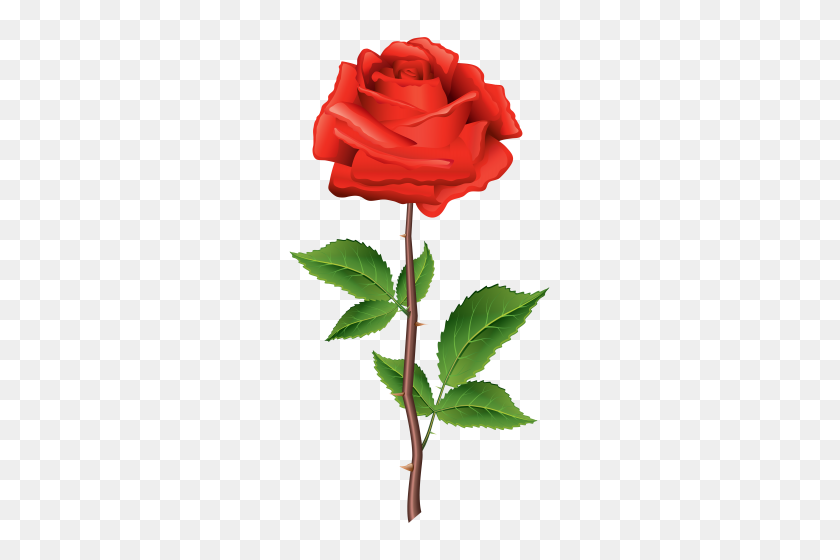 267x500 Розы Красные Розы, Красная Роза Png - Цветочные Изображения Png