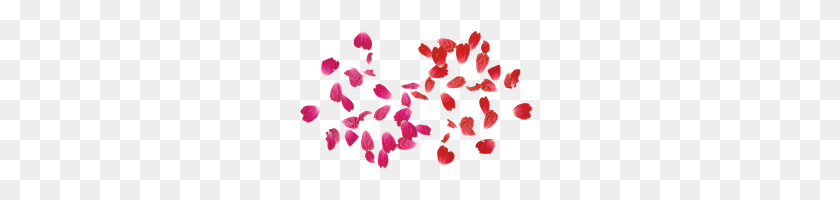 250x140 Roses, Rose Petals, Gif Wallpaper Ultra Pc - Rose Petal PNG